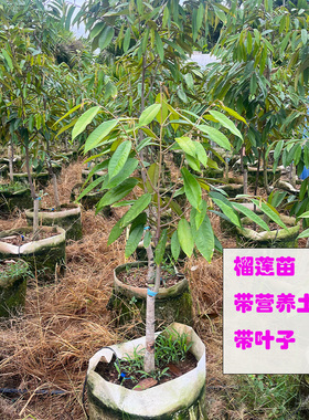 带叶带土营养杯榴莲苗金枕猫山王榴莲黑刺榴莲庭院种植盆栽结果