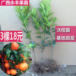 包邮种果苗柑橘苗沃柑苗沃柑树苗晚熟沃柑嫁接苗丰产春季种植