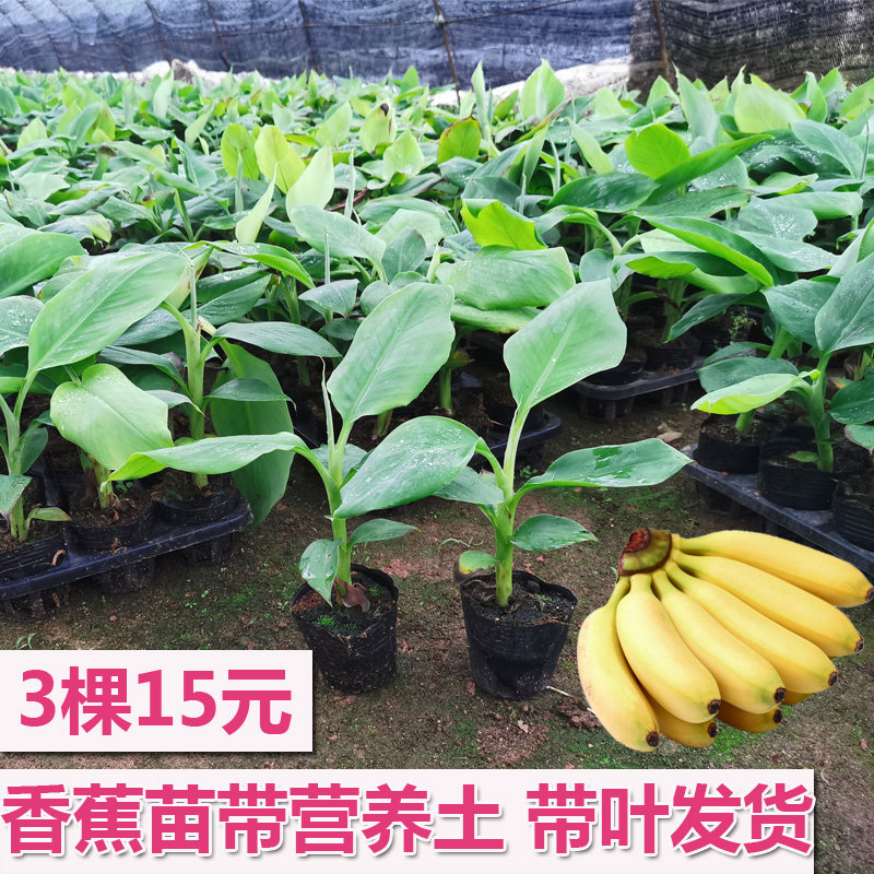 带土包邮皇帝蕉苗威廉斯B6 红香蕉苗金粉一号粉蕉苗 西贡蕉|ruв категории доставка цветов/цветок моделирования/растения садоводства, садовое растение/даосское дерево/фруктовых деревьев, фруктовых деревьев - от Buy2taobao.com для оказания профессиональной услуги покупки агента Taobao