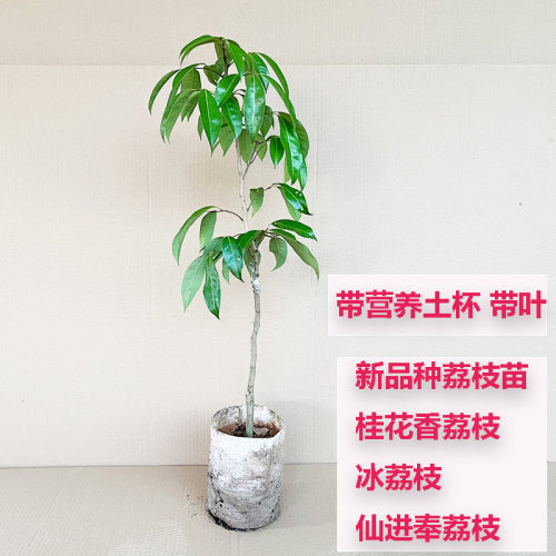 荔枝荔枝苗常绿庭院种植早成熟