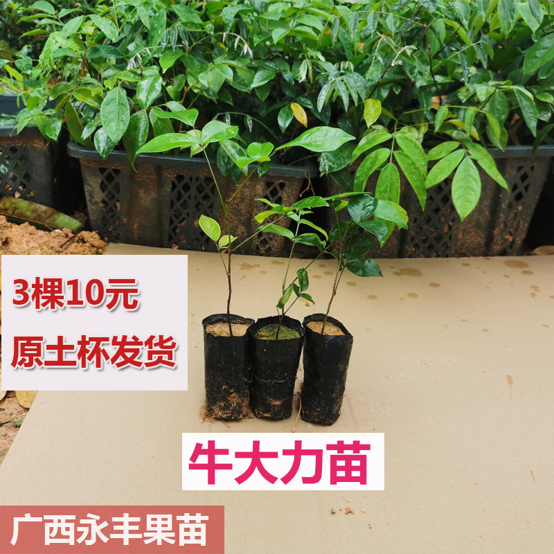 果苗中叶  细叶牛大力种苗 牛大力苗 牛大力种子 小叶 果苗
