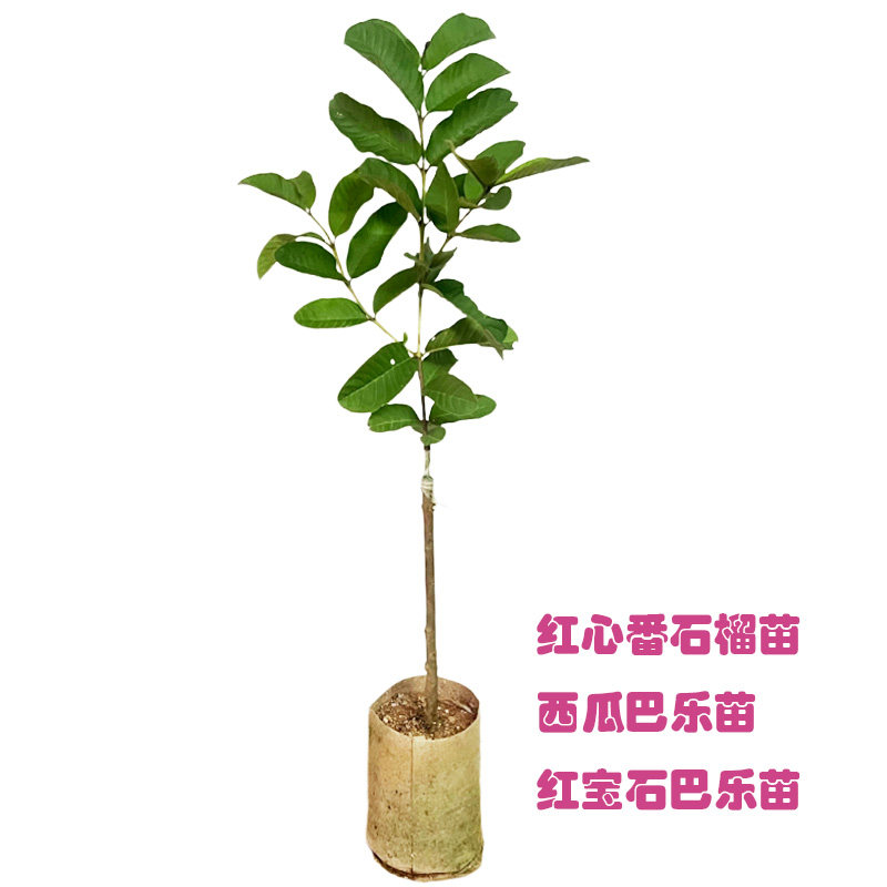 包邮带土果树苗红宝石芭乐苗红心番石榴苗西瓜芭乐苗种植当年结果