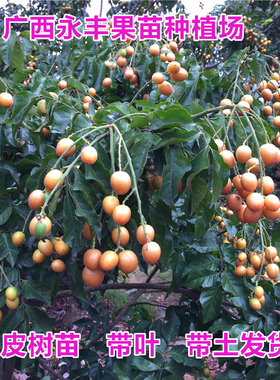 包邮果树苗果苗鸡心黄皮苗出世甜香蜜黑黄皮紫色紫肉黄皮盆栽结果