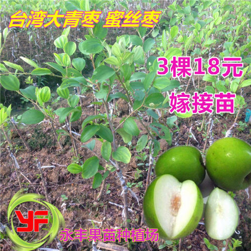 当年结果盆栽常绿苹果枣苗