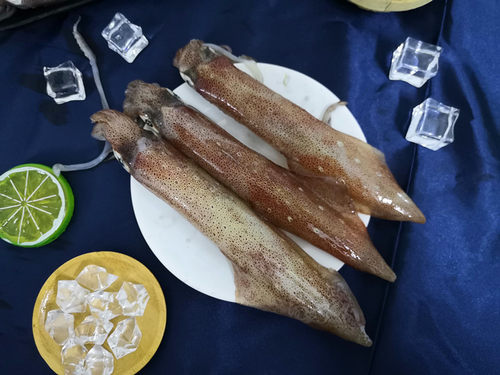 新鲜野生鲜活冷冻笔管鱼乌贼灯光鱿鱼灯捕小海兔海鲜水产500g