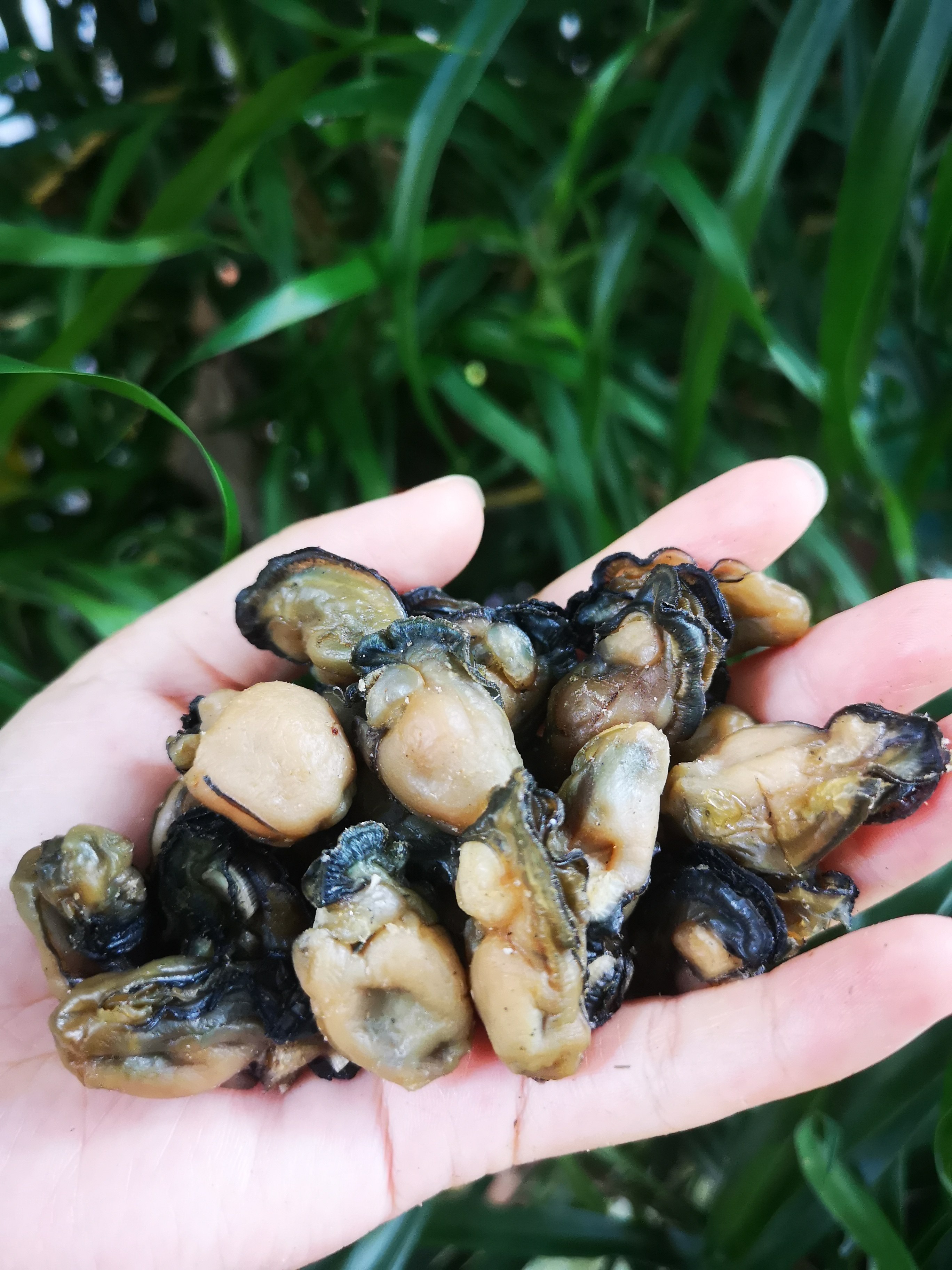 湛江生晒野生营养海蛎干新鲜海产品牡蛎干海鲜食材干货生蚝干500g