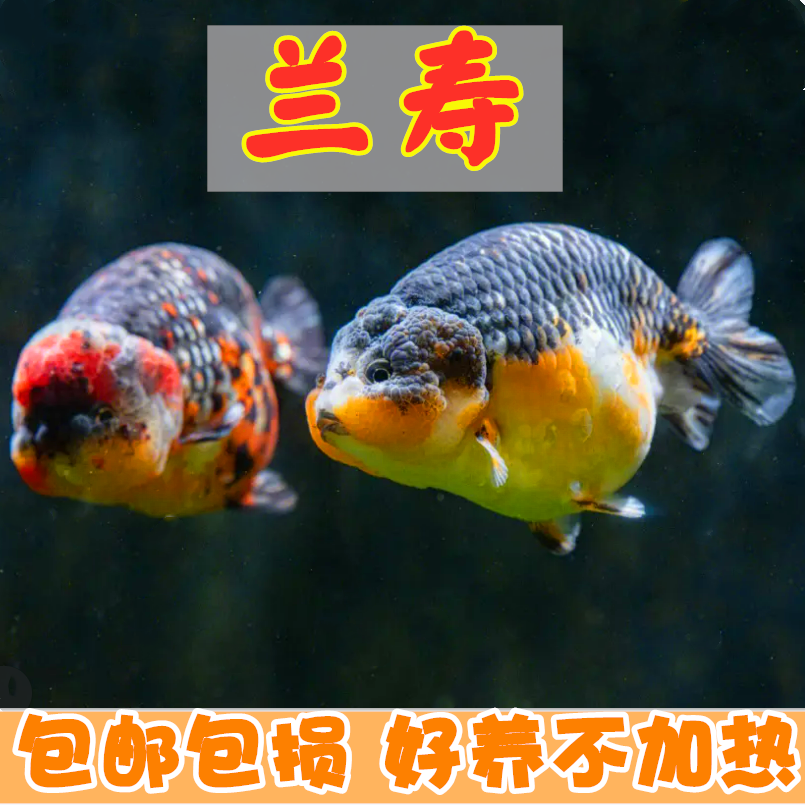 兰寿不加热耐活好养奶牛