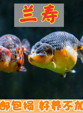 兰寿不加热耐活好养奶牛