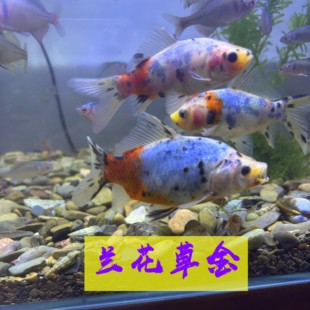 兰花草金鱼观赏鱼好养易活金鱼金鱼冷水鱼淡水鱼无需加热耐活好养