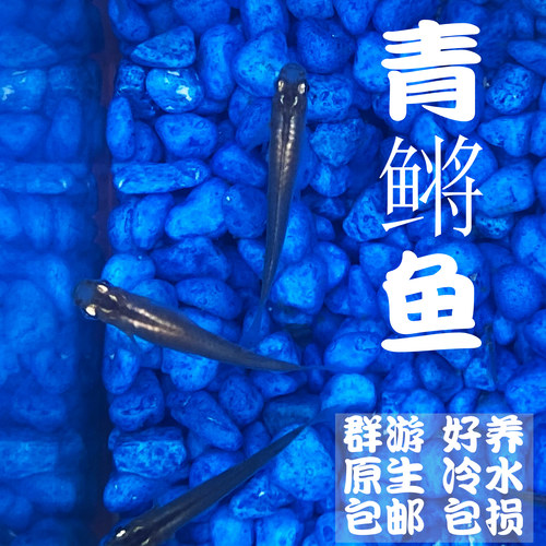 群游青鳉鱼淡水冷水上层