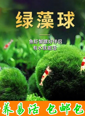 小藻球绿藻球好养易活