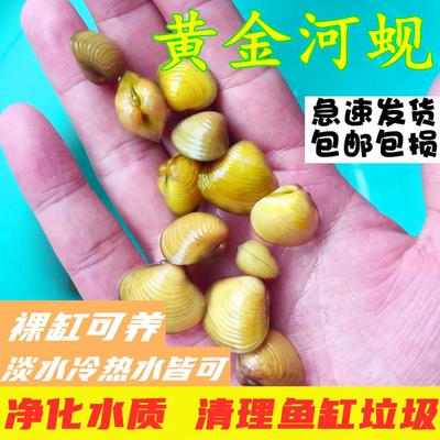 冷水淡水河蚬河蚌净化水质除绿水