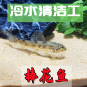 冷水观赏鱼国产清洁工棒花鱼原生宠物水族活体淡水清道夫除藻底栖