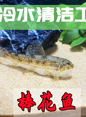 冷水观赏鱼国产清洁工棒花鱼原生宠物水族活体淡水清道夫除藻底栖