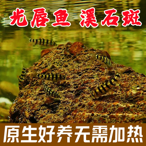 溪石斑光唇鱼原生冷水淡水好养