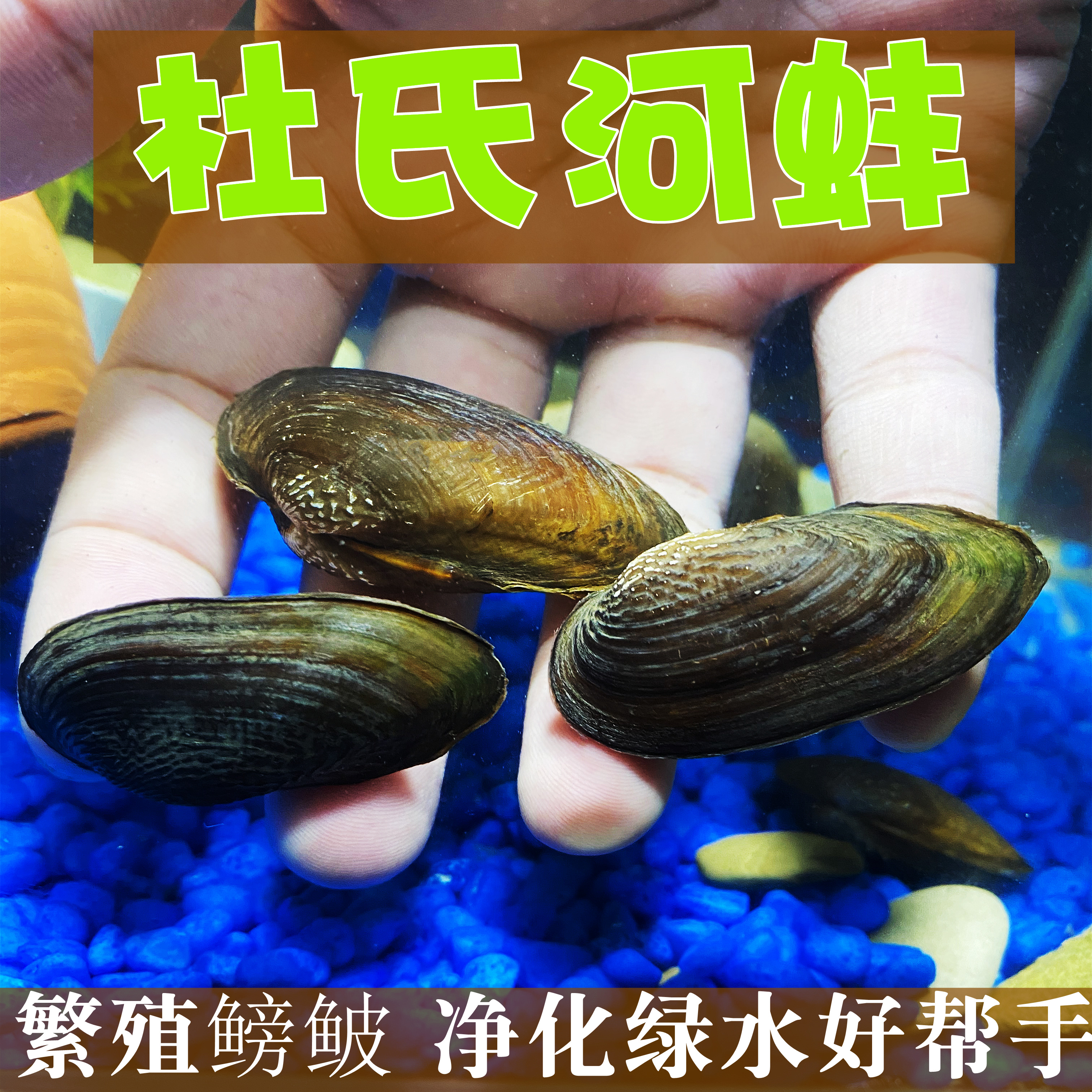 河蚌天然河蚌杜氏去绿水鳑鲏繁殖