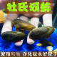 杜氏珠蚌圆顶珠蚌小河蚌原生活体宠物淡水冷水鳑鲏旁皮繁殖除藻