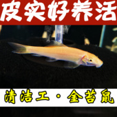 清道夫底栖垃圾鱼白老鼠花椒鼠珍珠鼠鱼工具鱼观赏热带宠物金苔鼠