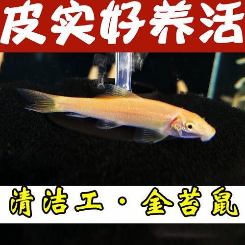 底栖鼠鱼清道夫金苔鼠清洁去藻