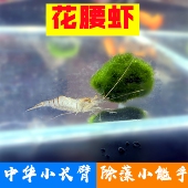 花腰虾水族活体鱼缸清洁工具观赏虾淡水冷水除藻河虾中华小长臂