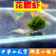 花腰虾水族活体鱼缸清洁工具观赏虾淡水冷水除藻河虾中华小长臂