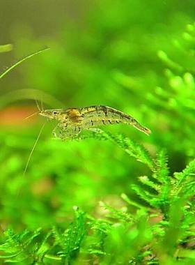 黑壳草缸利器饲料水族箱清洁虾