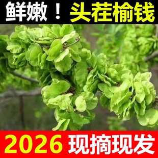 2026现摘现发新鲜榆钱儿3斤2斤野生野菜窝窝头榆树钱串子