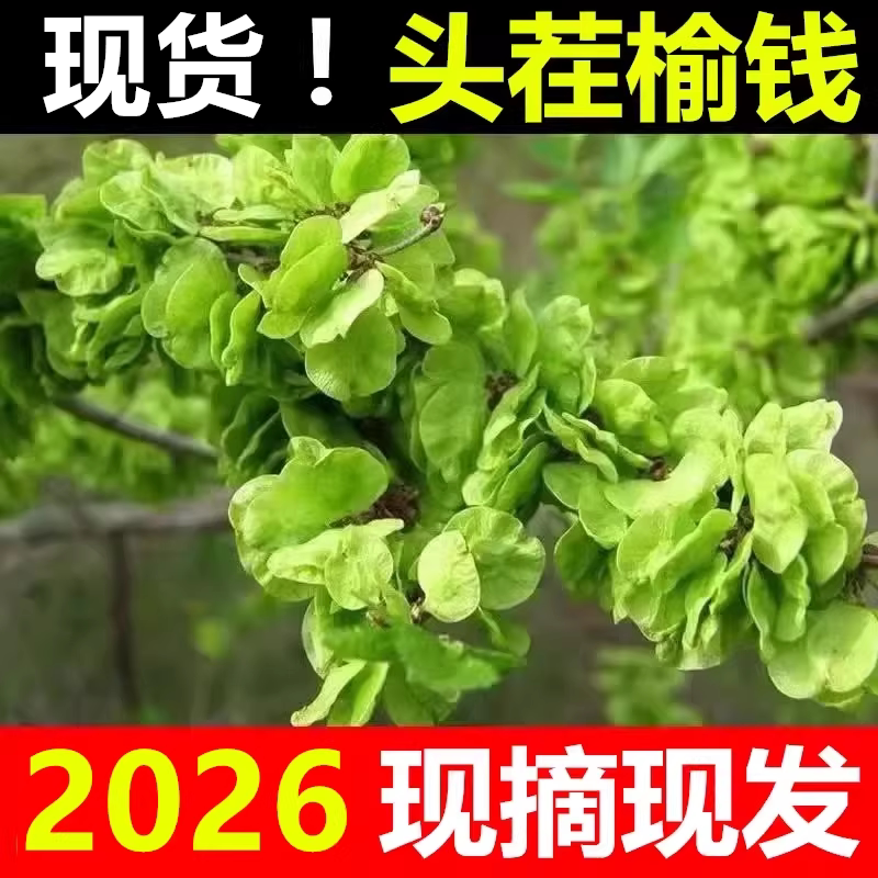 2026年新货现摘现发新新鲜榆钱儿3斤2斤野生野菜窝窝头榆树钱串子