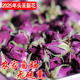 正宗富硒苦水玫瑰花蕾甘肃兰州特产食用无硫熏紫玫瑰花苞60克装