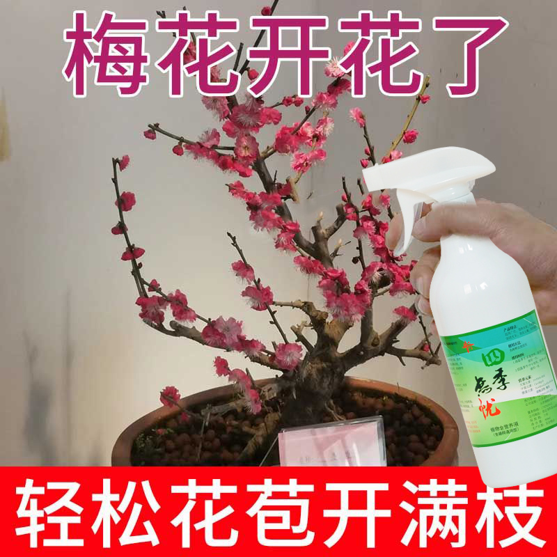 梅花专用免稀释营养液爆盆花卉