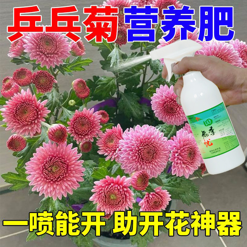 乒乓菊专用免稀释营养液肥料助开花神器盆栽花卉绿植爆盆多肉植物