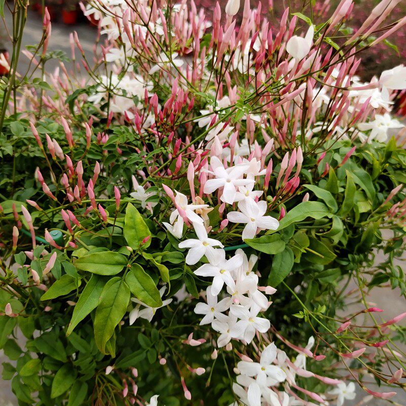 阳台庭院藤蔓植物多花素馨包邮