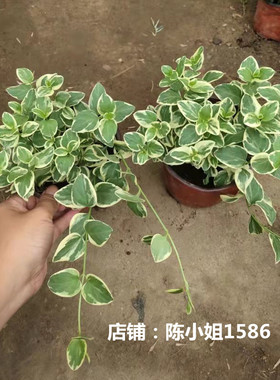 花叶蔓常春藤吊兰垂吊盆栽室内爬藤植物紫色夏季
