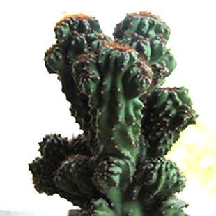 仙人山虎头罗汉山影拳 仙人掌类沙生多肉植物 虎头山影 盆栽花卉