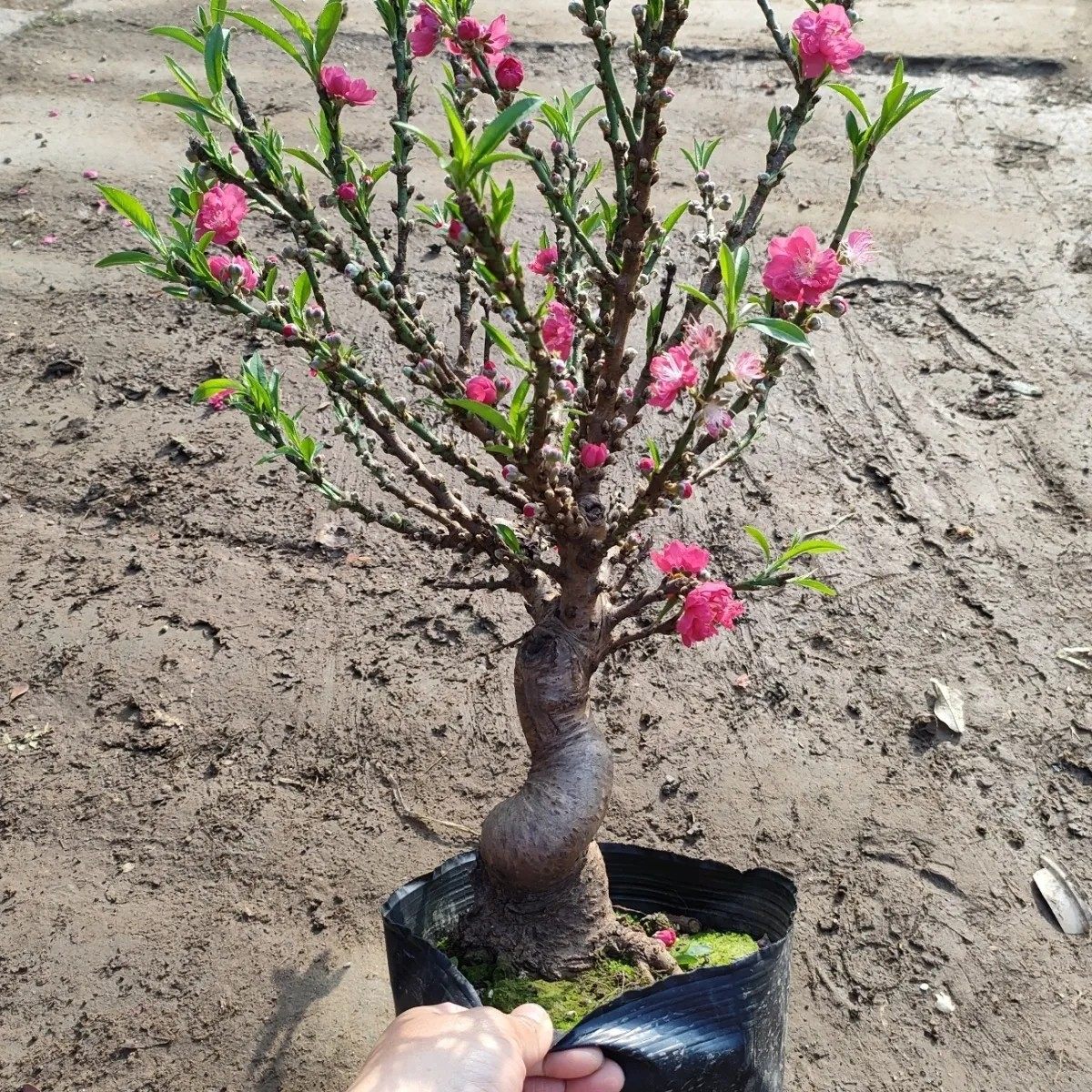 寿星桃老桩苗盆栽重瓣桃花苗室内阳台盆景地栽可观赏桃花耐寒好养