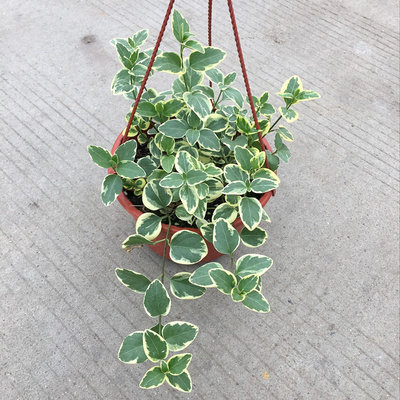 垂吊植物花叶盆栽金边常春藤