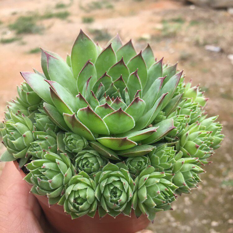 观音莲多肉植物景天科长生草属办公室内净化空气美观易养花卉盆栽