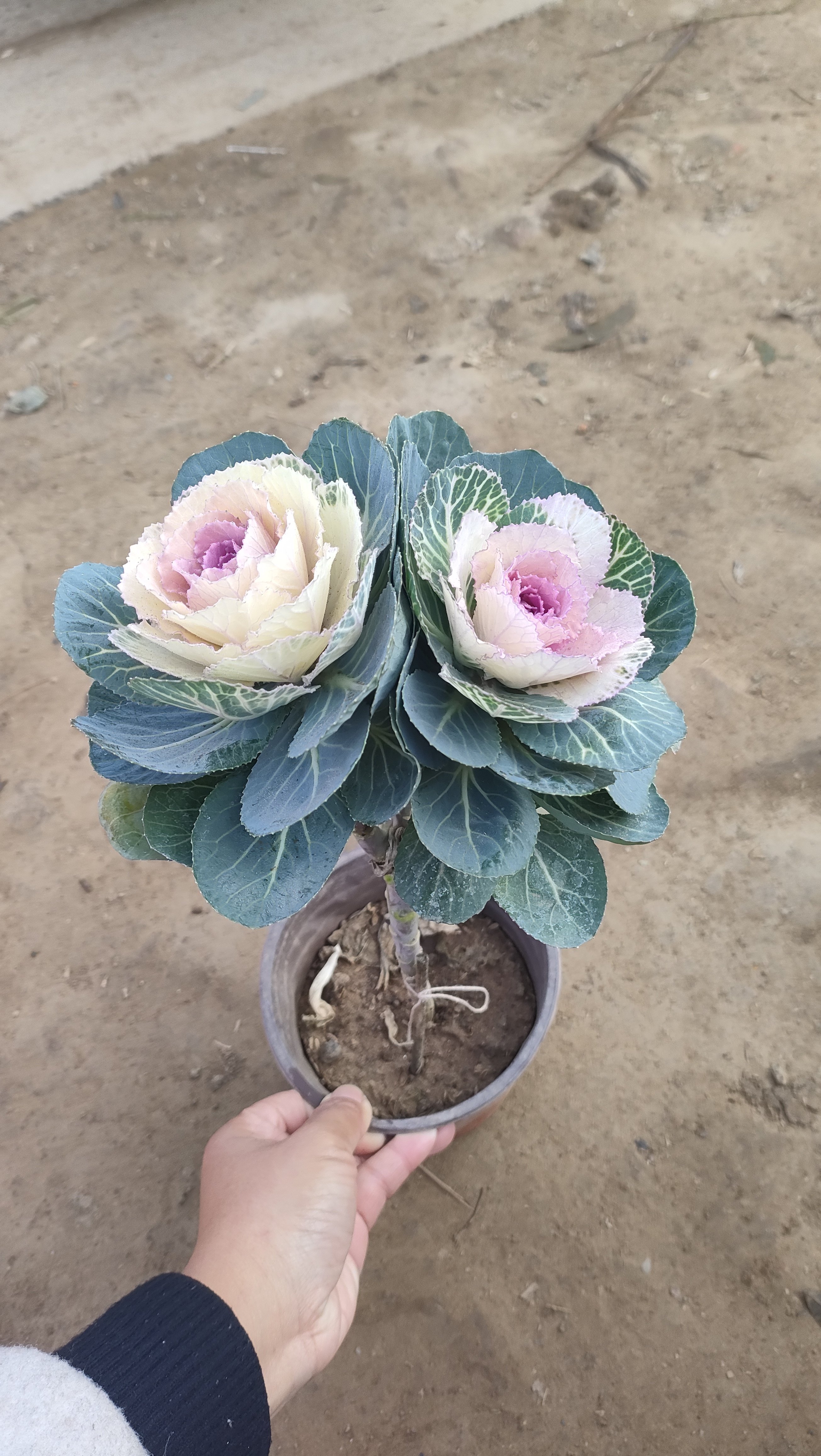 成品老桩大花羽衣甘蓝花卉绿植盆栽阳台室外节日摆放观赏耐寒植物