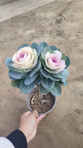 成品老桩大花羽衣甘蓝花卉绿植盆栽阳台室外节日摆放观赏耐寒植物