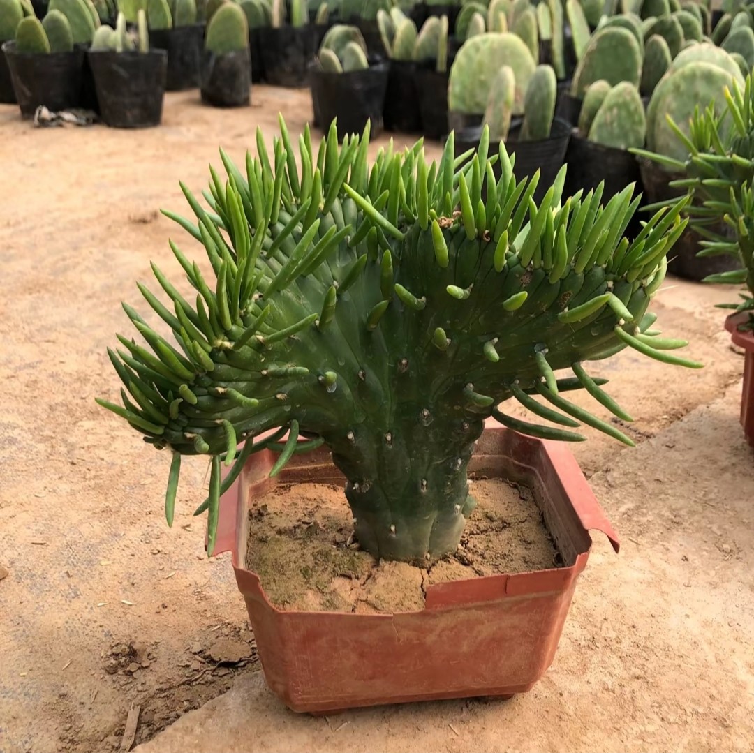 将军柱缀化仙人掌多肉植物花卉植物