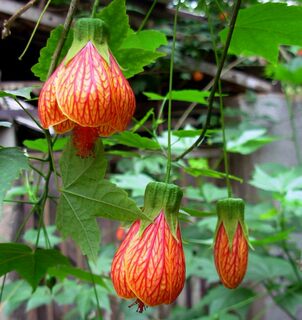 木本灯笼花苗 风铃扶桑花,纹瓣悬铃花 金铃花盆栽苗 倒挂金钟花苗