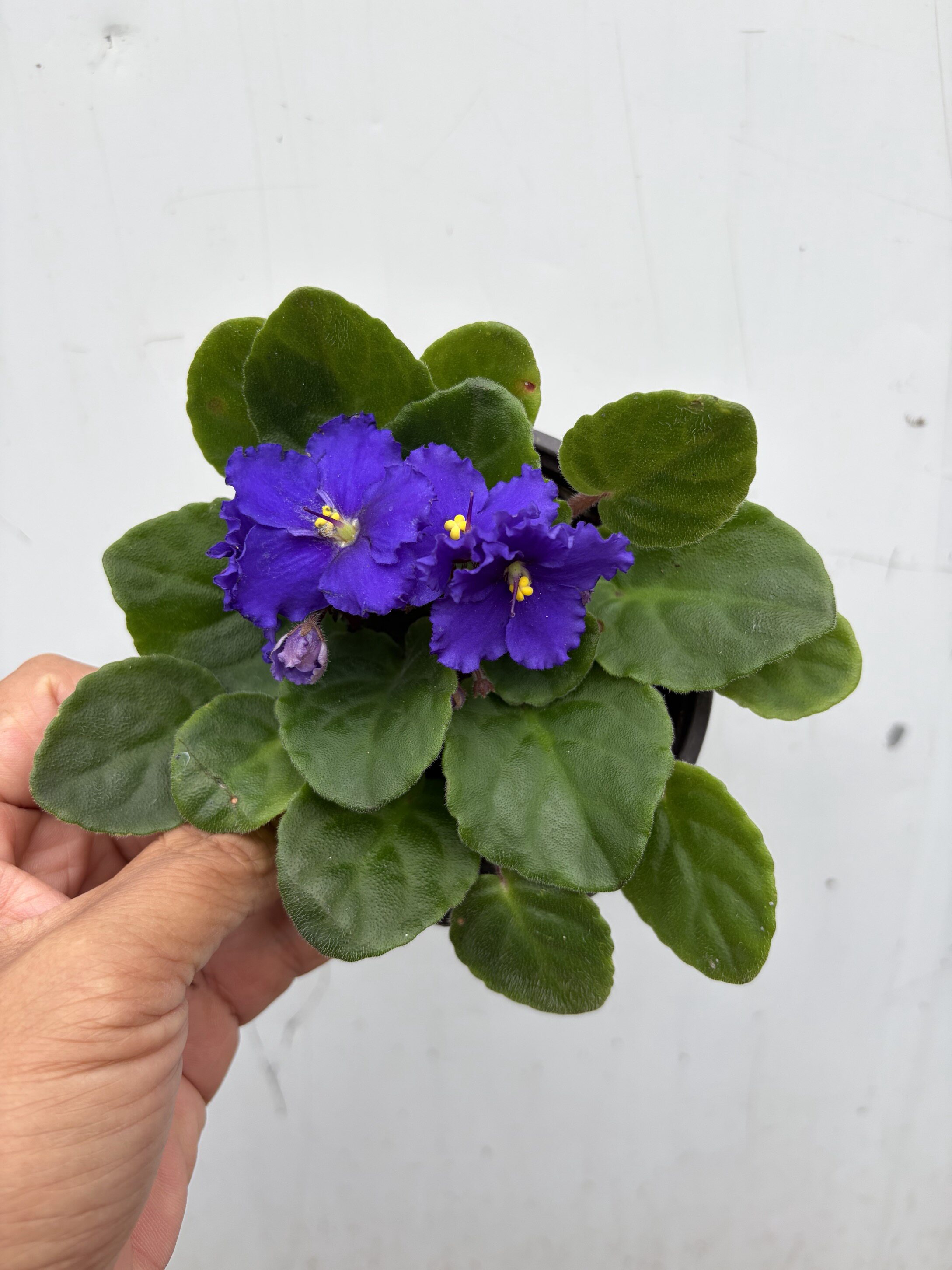 26年9月上新紫罗兰盆栽非洲堇室内阳台花卉植物花期长好养易活