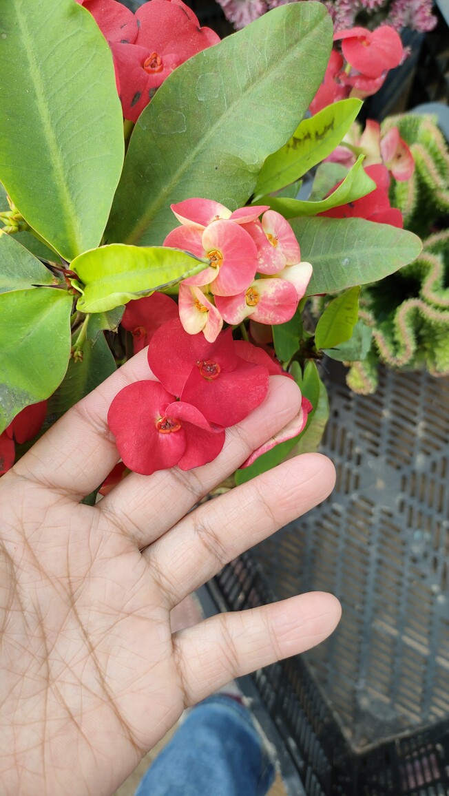 三角柱龙骨嫁接虎刺梅大叶大花红色