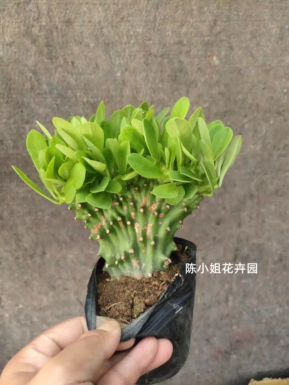 玉麒麟 盆栽麒麟掌 霸王鞭 扇贝麒麟 金麒麟 多肉植物 仙人植物