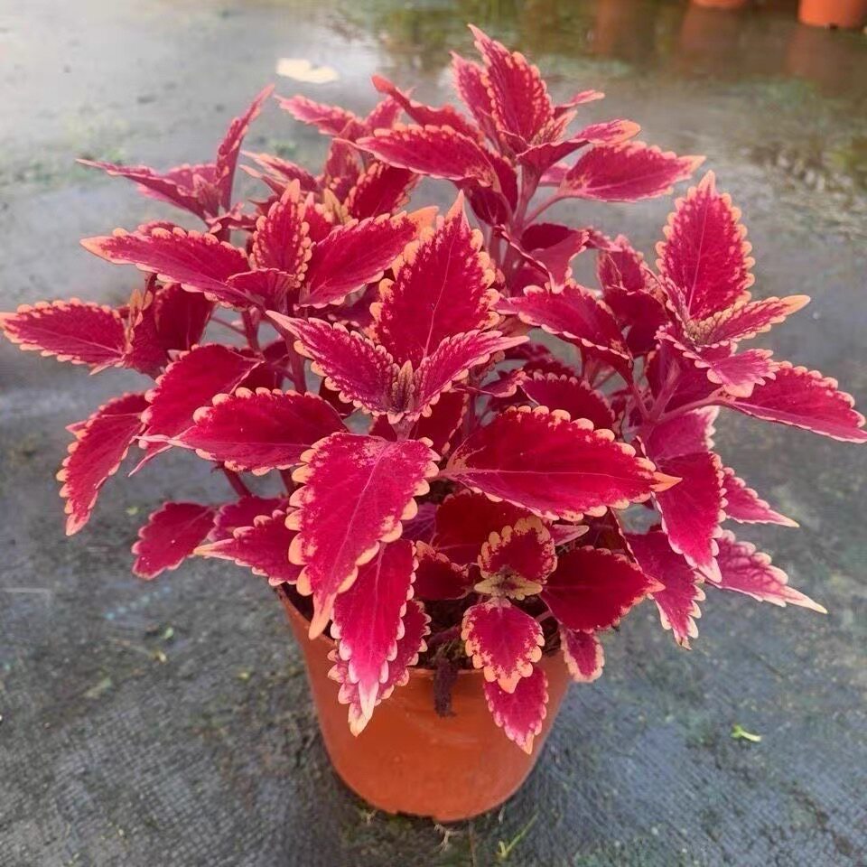 金边彩叶草盆栽五彩苏阳台庭院花园造景花卉绿植室外耐热花镜植物图片