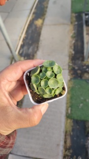 玉杯小酒杯小雨伞肚脐景天稀有青锁龙属进口块根网红多肉植物