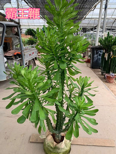 盆栽老桩霸王鞭植物 龙骨 仙人柱 仙人柱 金刚杵 量天尺 刺金刚