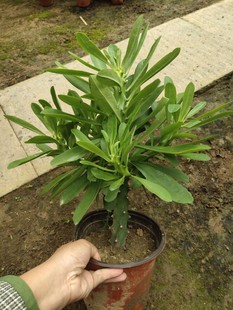 霸王鞭植物 仙人柱 仙人柱 金刚杵 量天尺 刺金刚盆栽老桩