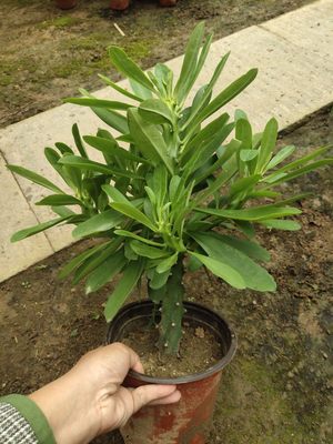 霸王鞭植物仙人金刚杵量天尺