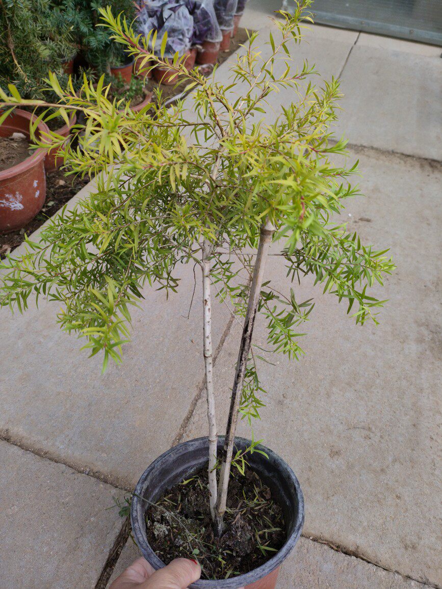 黄金香柳棒棒糖树形